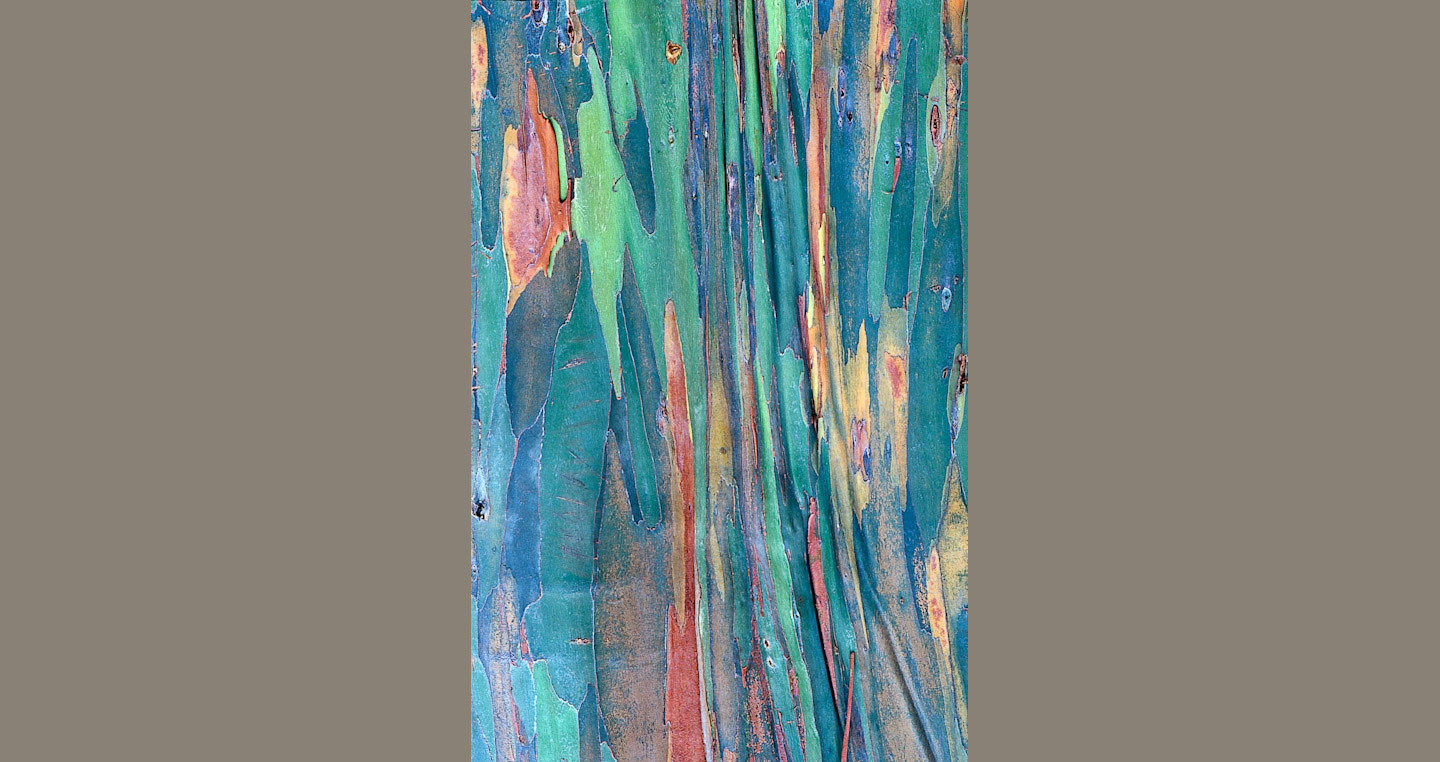 Rainbow Bark Green cyan orange and yellow striped smooth bark