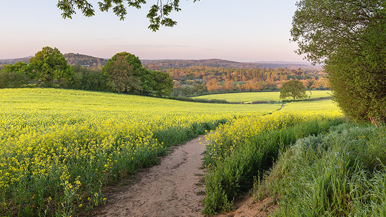 Autumn Newsletter 2020