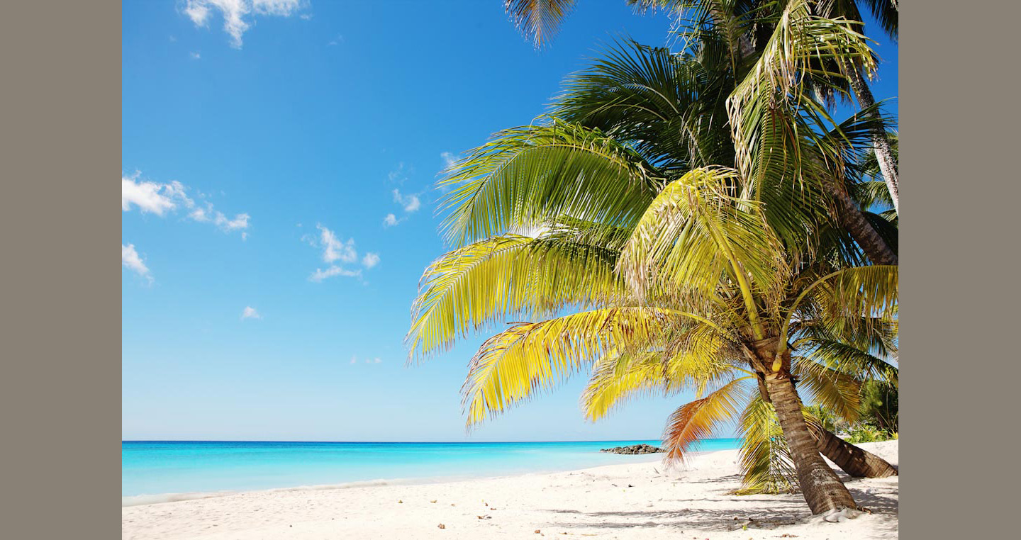 Yellow and green leaved palms lean over white sand towards clear blue sea and sky