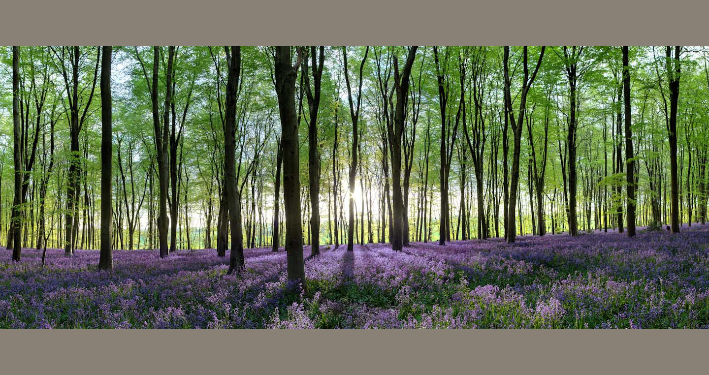 Upright trunks with fresh spring leaves stand over bluebells striped by the tree's shadows