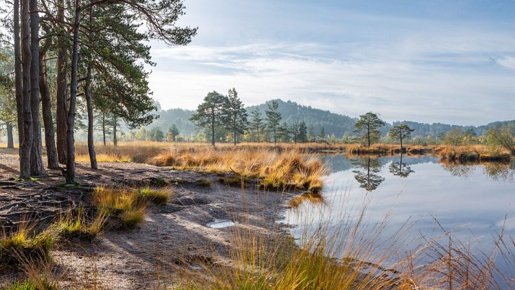 April Newsletter 2020