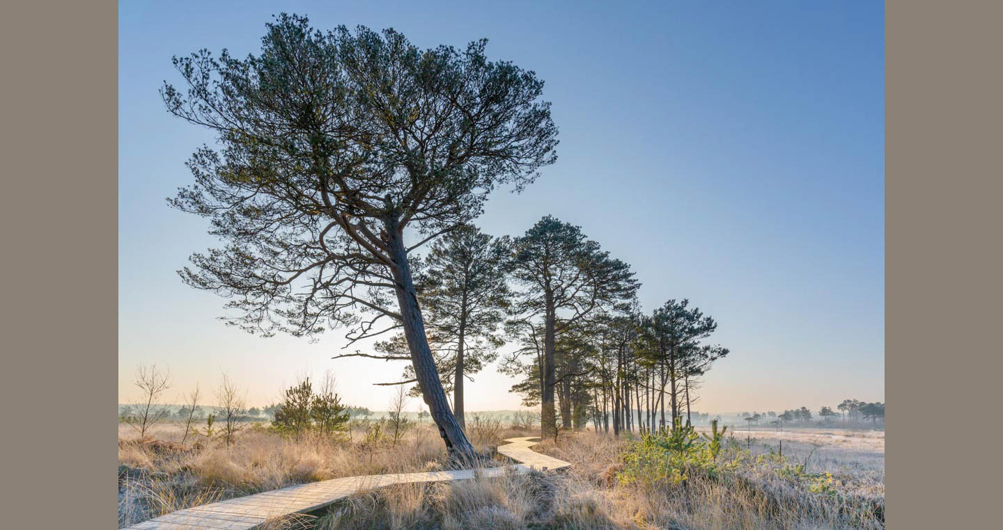 Landscape Photograph - pines straddle a frosty boardwalk path towards Pudmore Pond