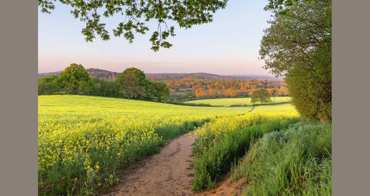 Early Glow Landscape Photograph - a path curves through rape to distant trees lit by sunrise