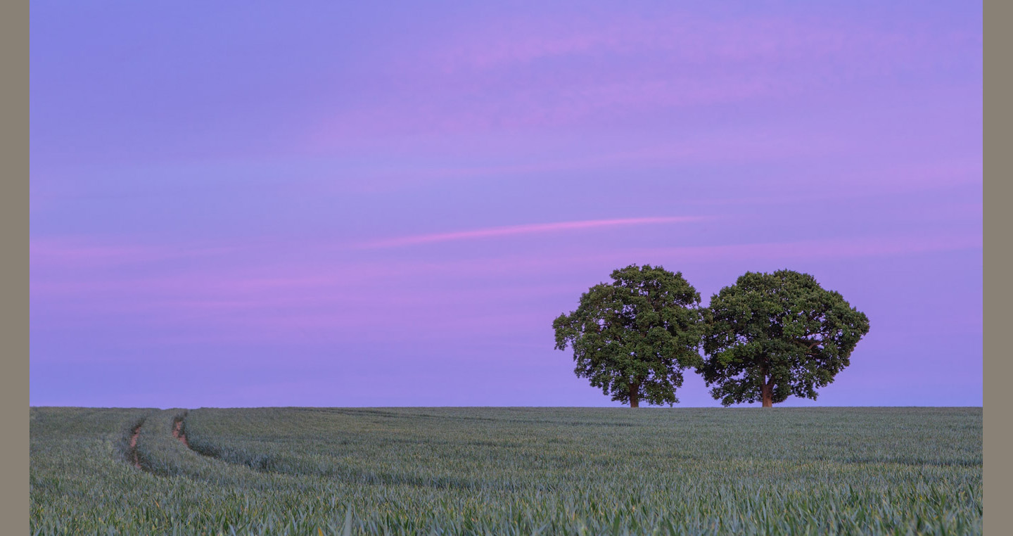 Landscape Photograph - a pair of oaks stand against a sunset sky